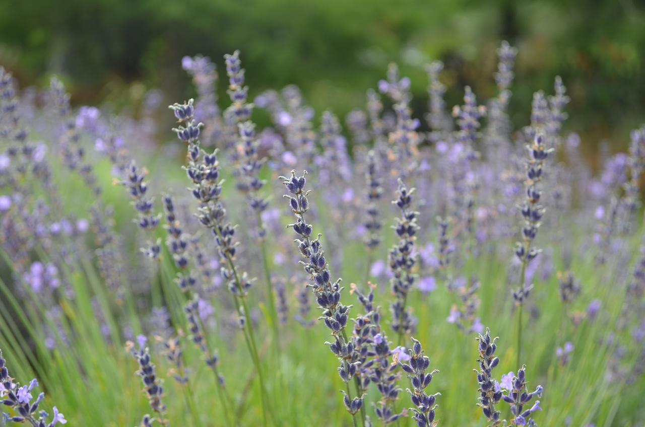 Lavender Hill Bed & Breakfast Riverhead Bagian luar foto