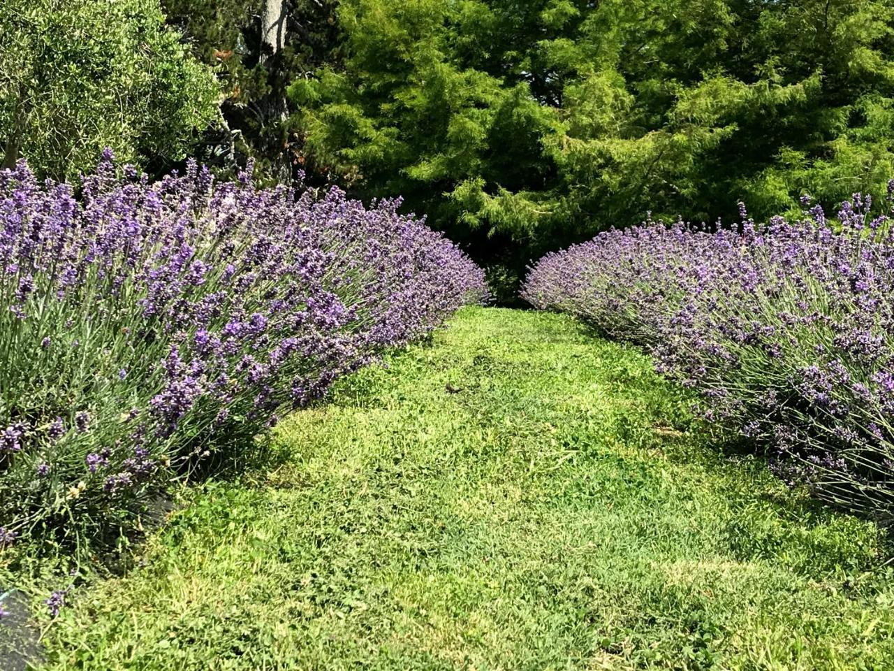Lavender Hill Bed & Breakfast Riverhead Bagian luar foto